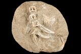 Cretaceous Fossil Fish Vertebrae In Rock - Morocco #87994-1